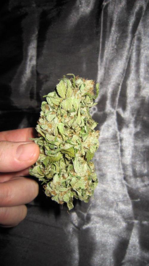 Gorilla Gelato - Ganja Seeds. Week 25 - GG