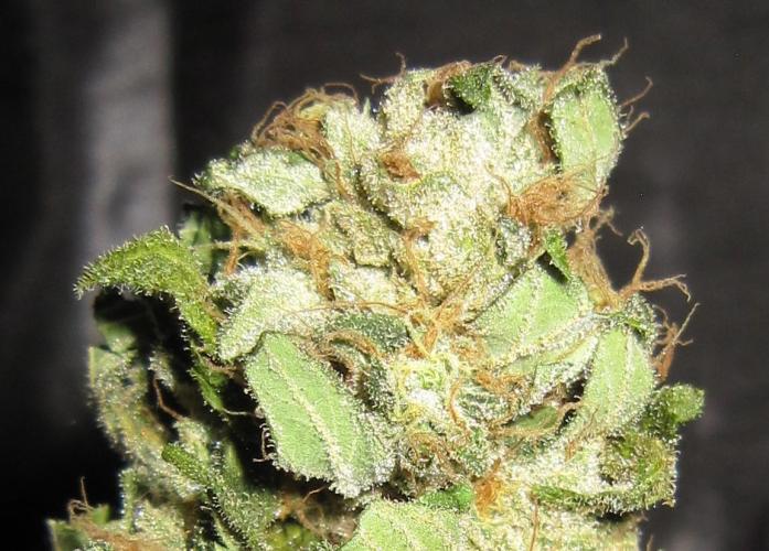 Gorilla Gelato - Ganja Seeds. Week 25 - GG