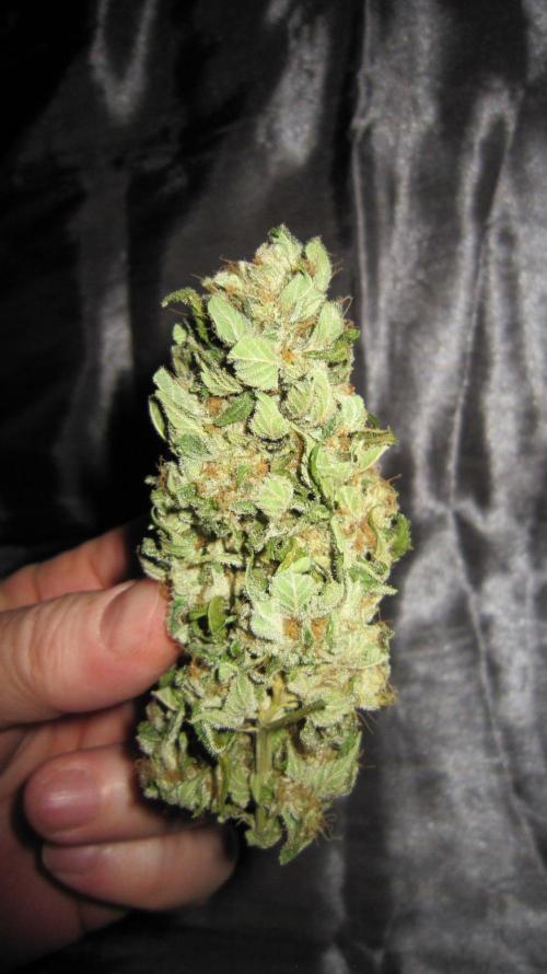 Gorilla Gelato - Ganja Seeds. Week 25 - GG