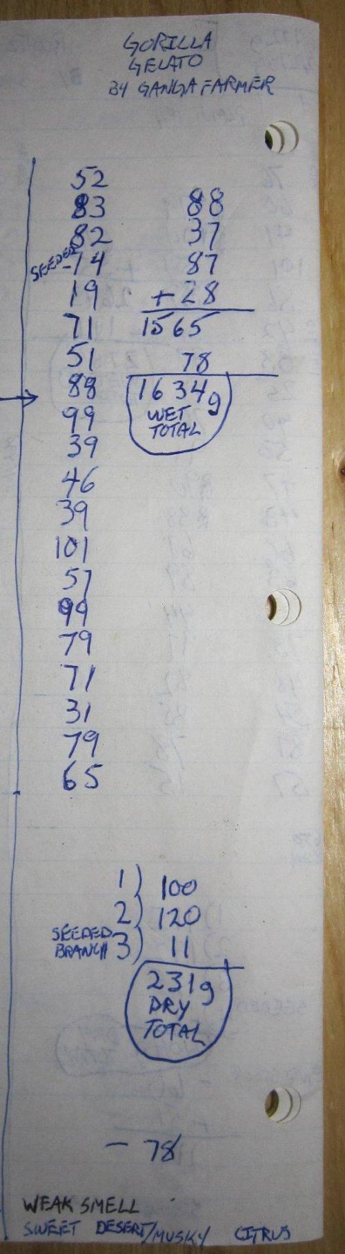 Gorilla Gelato - Ganja Seeds. Week 25 - GG - For those who like to see the numbers and totals.