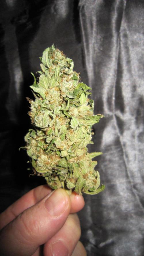 Gorilla Gelato - Ganja Seeds. Week 25 - GG