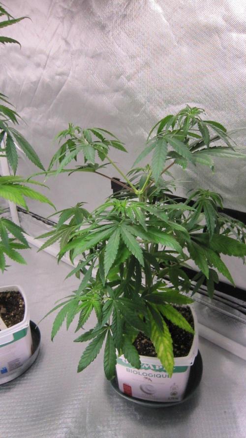 Mimosa - Breakfast, Wake-and-Bake. Week 6 - Plant #1