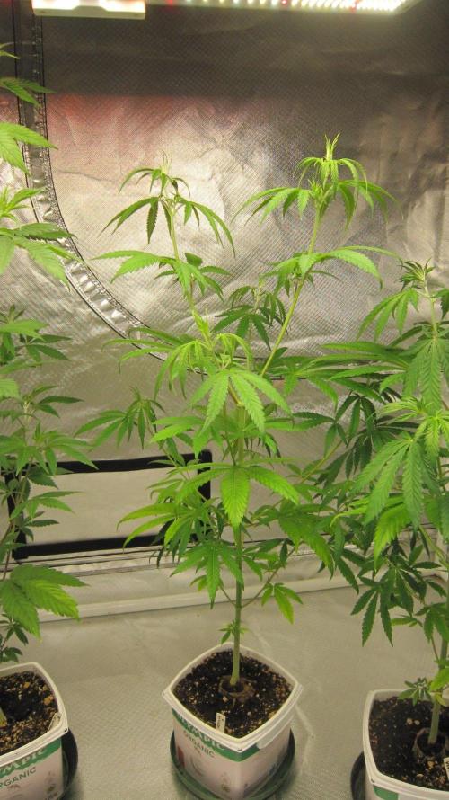 Mimosa - Breakfast, Wake-and-Bake. Week 6 - Plant #3