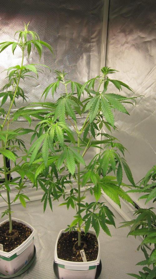 Mimosa - Breakfast, Wake-and-Bake. Week 6 - Plant #2