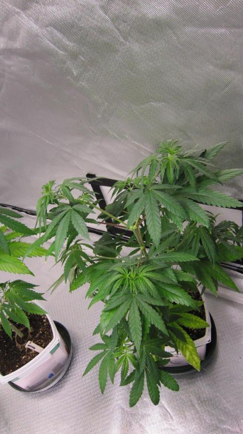 Mimosa - Breakfast, Wake-and-Bake. Week 6 - Plant #1