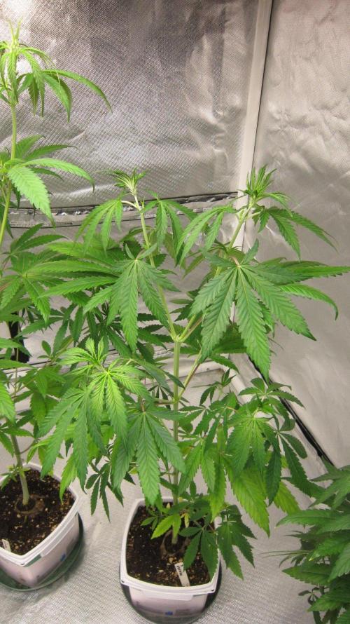 Mimosa - Breakfast, Wake-and-Bake. Week 6 - Plant #2
