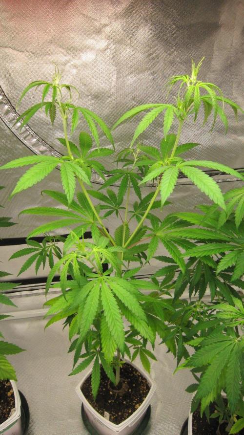 Mimosa - Breakfast, Wake-and-Bake. Week 6 - Plant #3