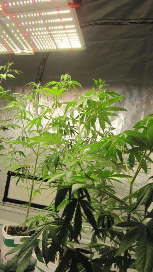 Mimosa - Breakfast, Wake-and-Bake. Week 6 - Spider Farmer Light - SF4000