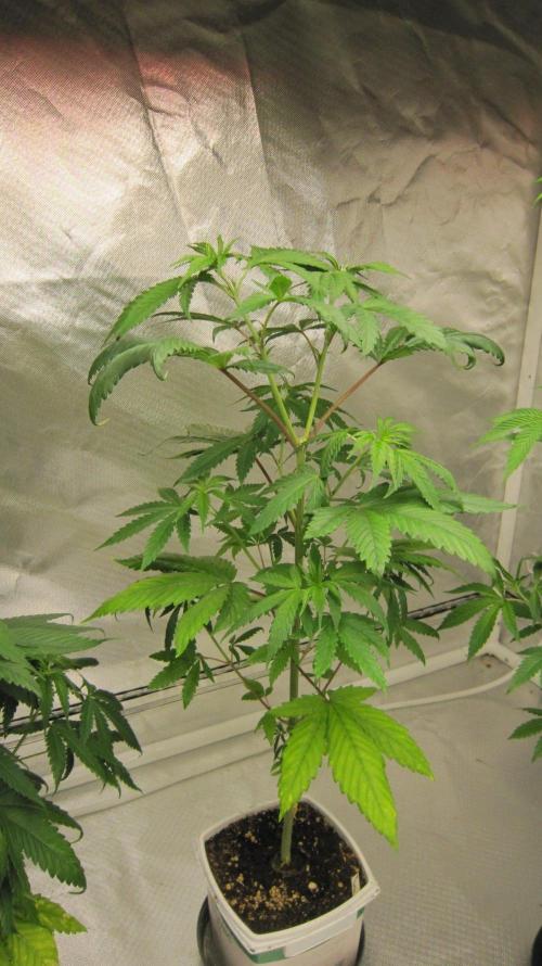 Kush Mints - Minty Flavor Hunt. Week 6 - Plant #2