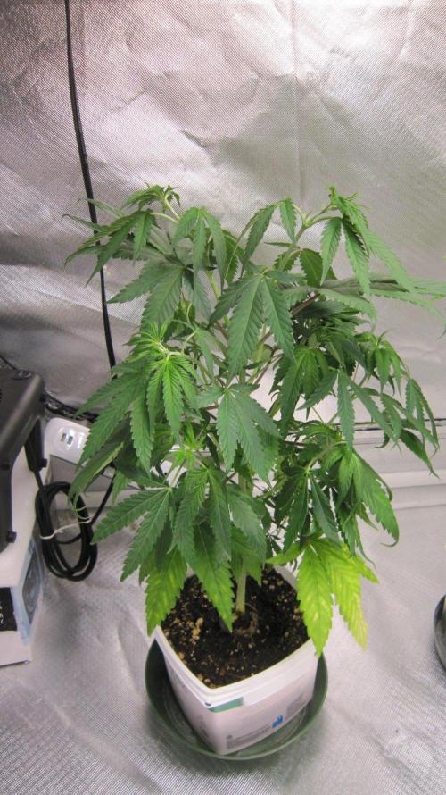 Kush Mints - Minty Flavor Hunt. Week 6 - Plant #1