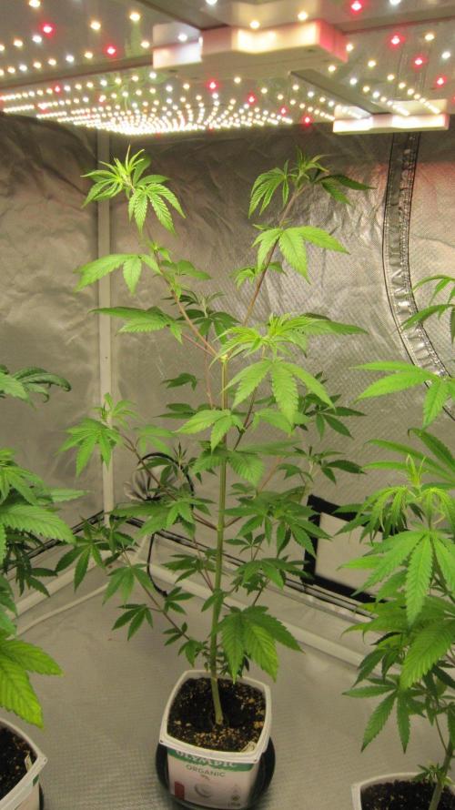 Kush Mints - Minty Flavor Hunt. Week 6 - Plant #3 - This plant is too tall for me.