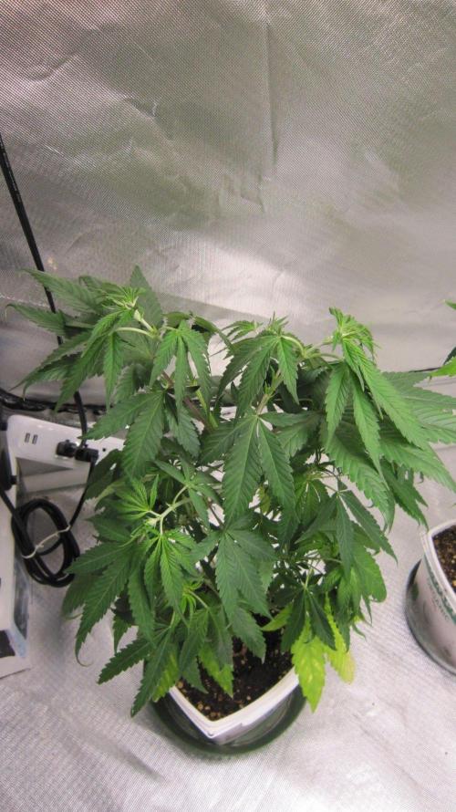 Kush Mints - Minty Flavor Hunt. Week 6 - Plant #1