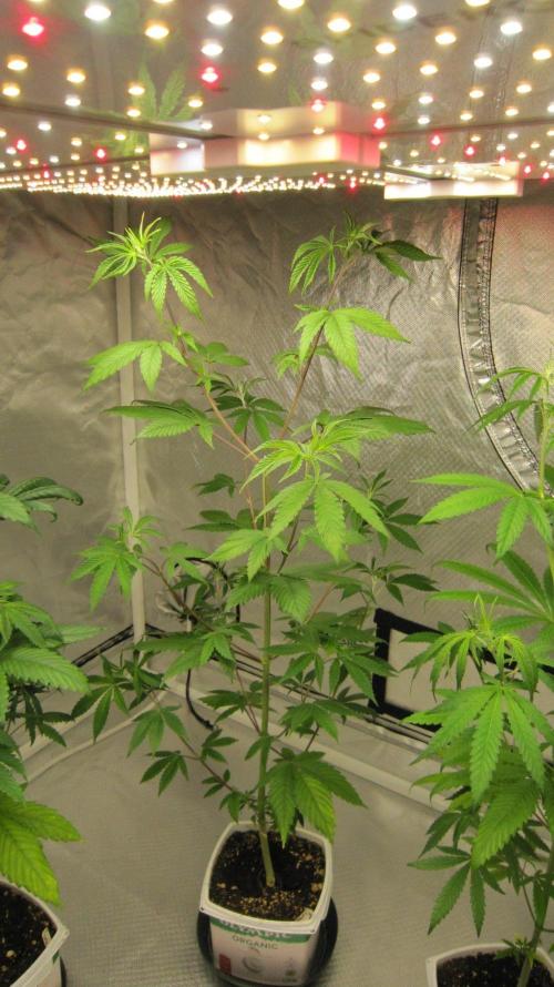 Kush Mints - Minty Flavor Hunt. Week 6 - Plant #3 I don't feel like struggling with it... so it will go.