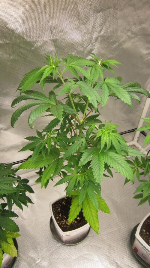 Kush Mints - Minty Flavor Hunt. Week 6 - Plant #2
