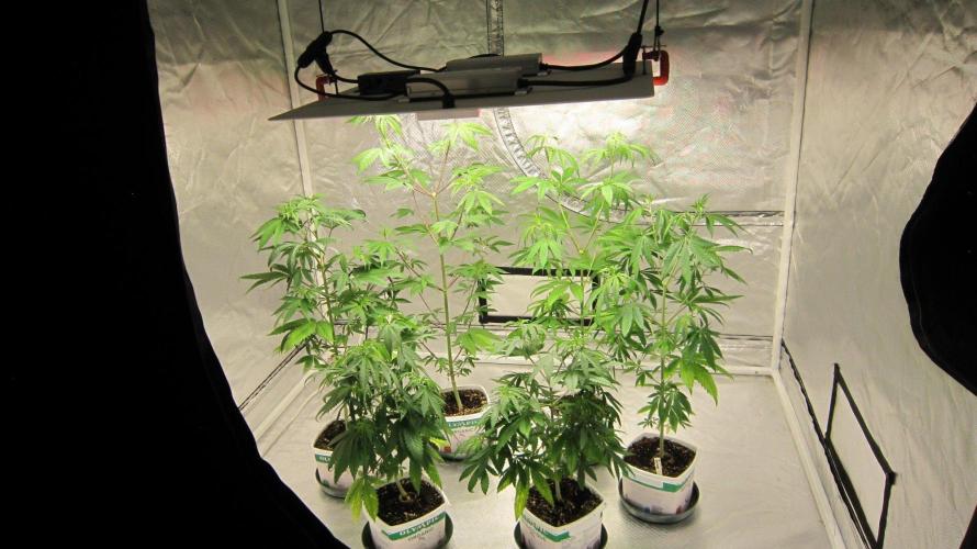 Kush Mints - Minty Flavor Hunt. Week 6 - All the plants in this tent.