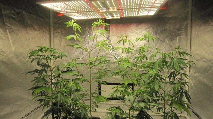 Kush Mints - Minty Flavor Hunt. Week 6 - Spider Farmer Light - SF-4000