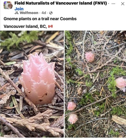 Kush Mints - Minty Flavor Hunt. Week 6 - About 15km from where I live.