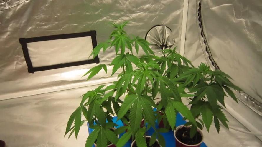 Grapes by UKHTA