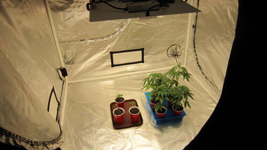 Grapes by UKHTA. Week 3 - Plants in this tent. Grapes and gorilla Cookies.