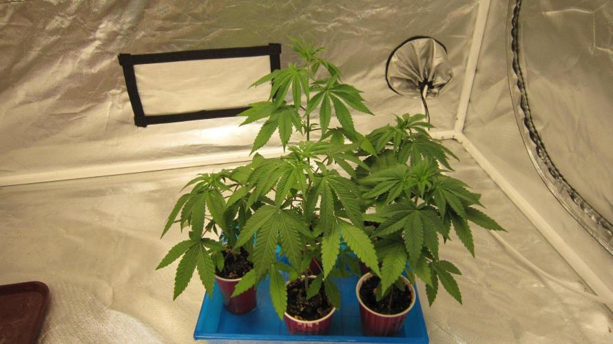 Grapes by UKHTA. Week 3 - Grapes - 5 Plants.