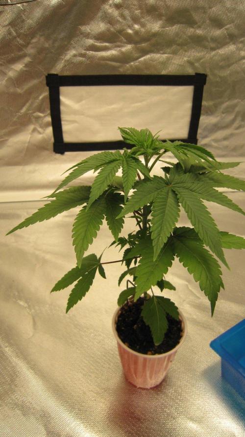 Grapes by UKHTA. Week 3 - Plant #1