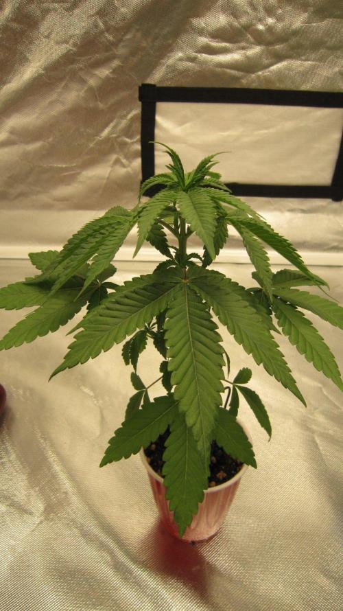 Grapes by UKHTA. Week 3 - Plant #2