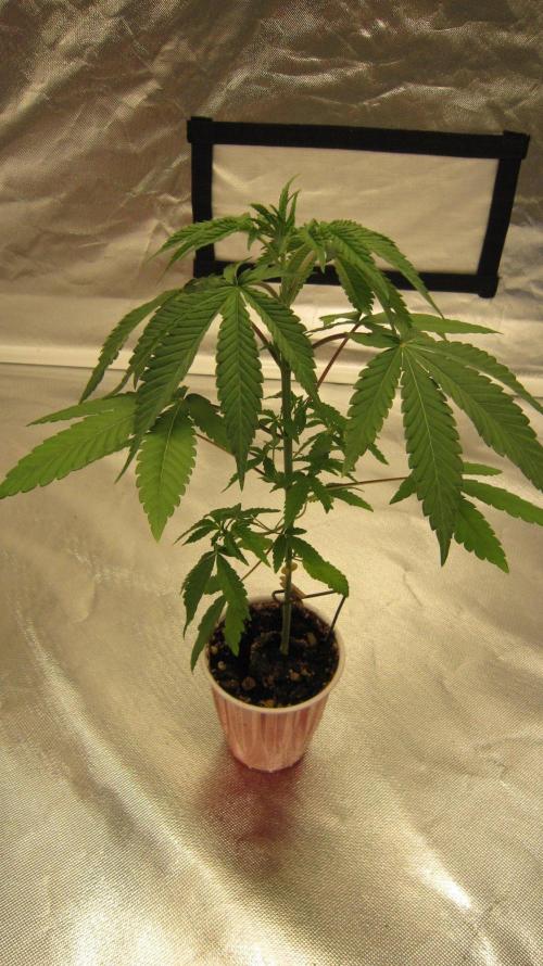 Grapes by UKHTA. Week 3 - Plant #3