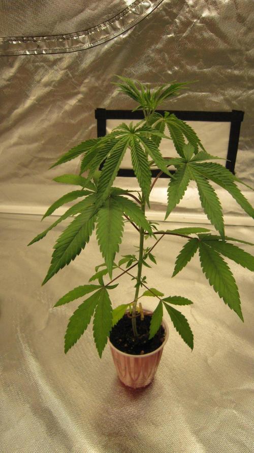Grapes by UKHTA. Week 3 - Plant #4