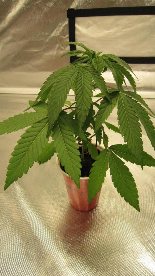 Grapes by UKHTA. Week 3 - Plant #5