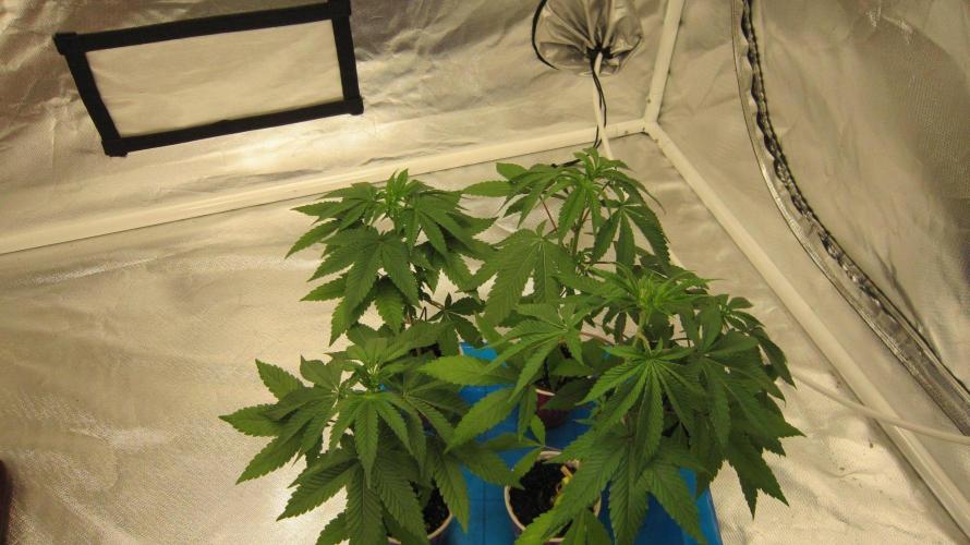 Grapes by UKHTA. Week 3 - Plants 1 through 5 of Grapes...
