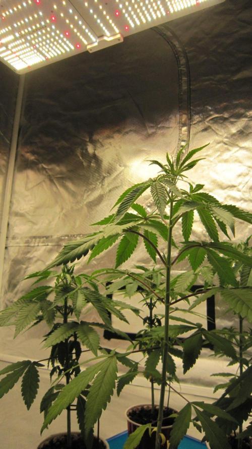 Grapes by UKHTA. Week 3 - Spider farmer Light - SF-4000