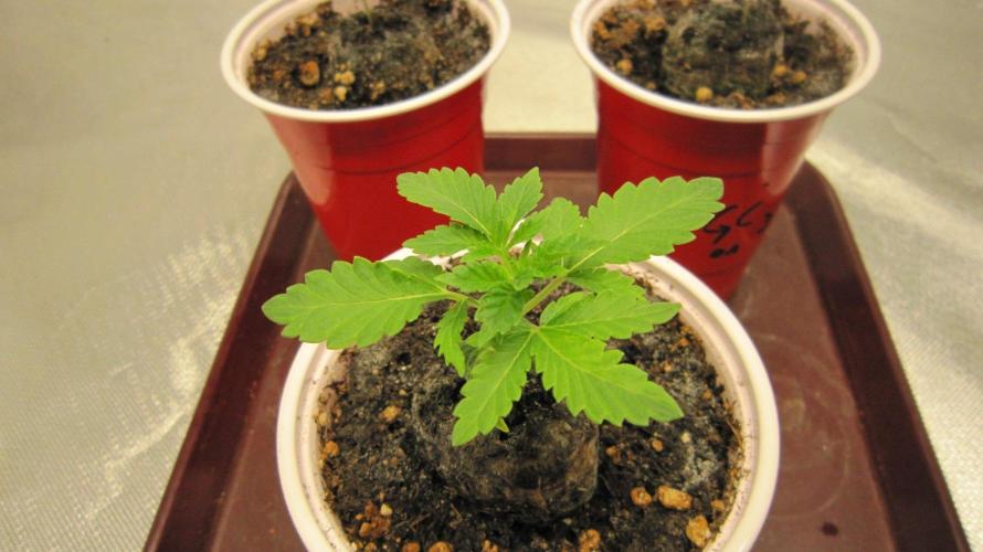 🦍Gorilla👩🏻‍🍳Cookies by Seed Stockers. Week 2 - Plant #1