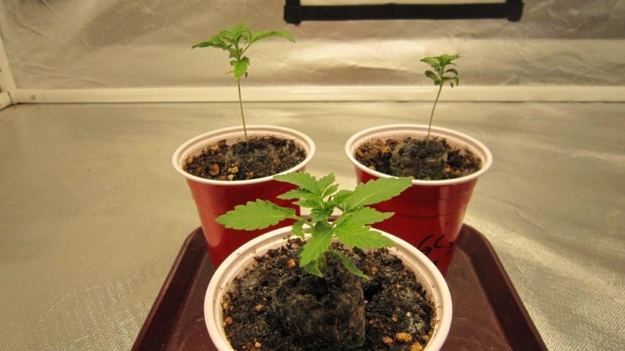 🦍Gorilla👩🏻‍🍳Cookies by Seed Stockers. Week 2 - A few more leaves this week.