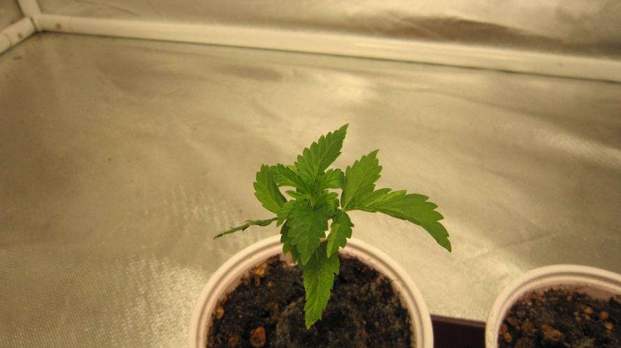 🦍Gorilla👩🏻‍🍳Cookies by Seed Stockers. Week 2 - Plant #2