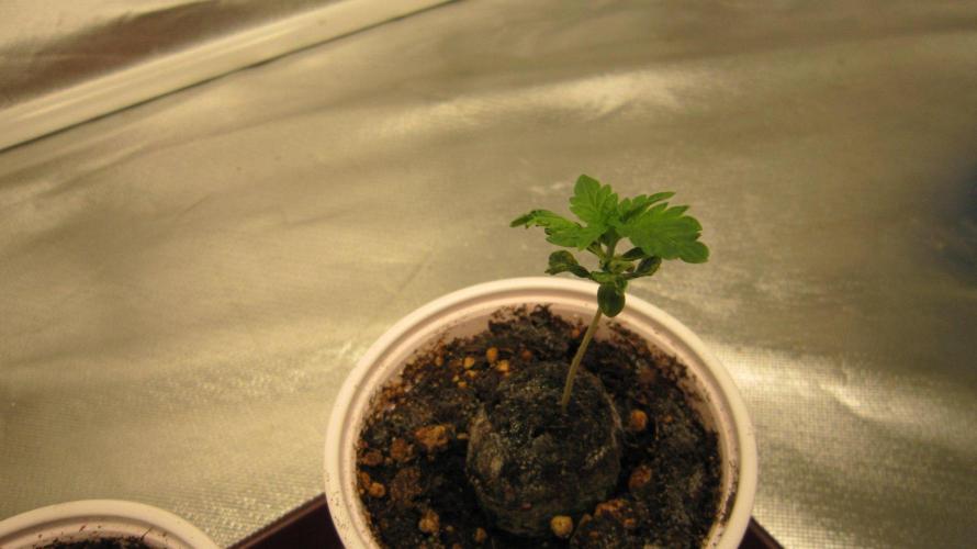 🦍Gorilla👩🏻‍🍳Cookies by Seed Stockers. Week 2 - Plant #3
