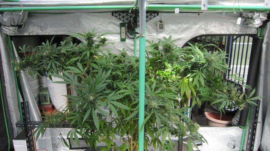 Gorilla Gelato - Ganja Seeds. Week 25 - Gorilla Gelato - GG - Last Plant left in here for this year.