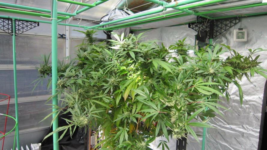 Gorilla Gelato - Ganja Seeds. Week 25 - Harvest will be near the end of Sept. Got down to 16*c in here last night.