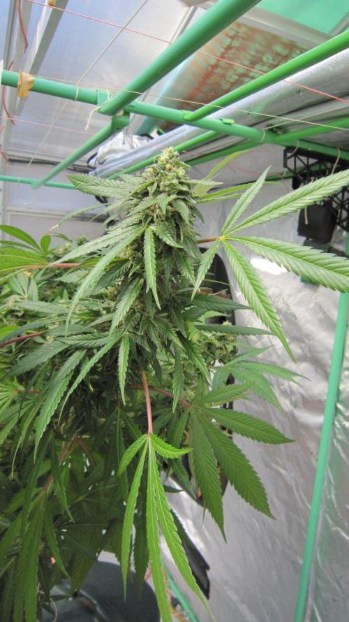 Gorilla Gelato - Ganja Seeds. Week 25 - GG