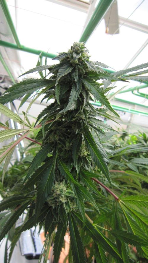 Gorilla Gelato - Ganja Seeds. Week 25 - GG