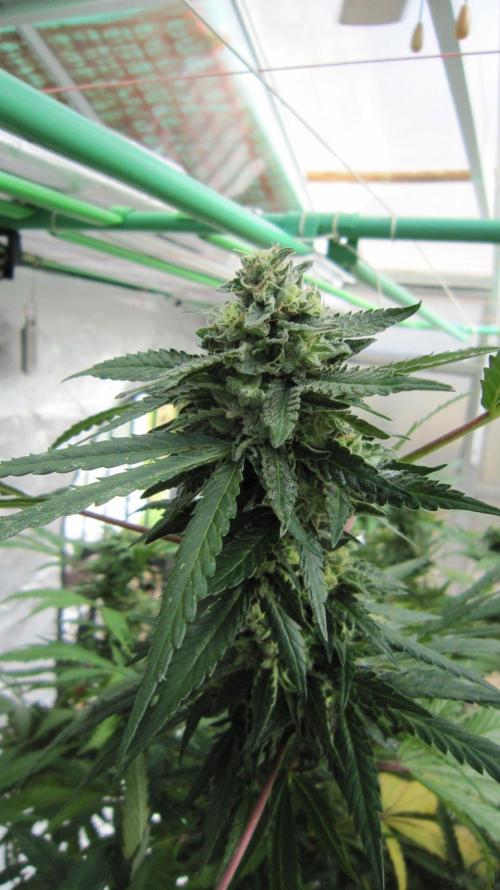 Gorilla Gelato - Ganja Seeds. Week 25 - GG
