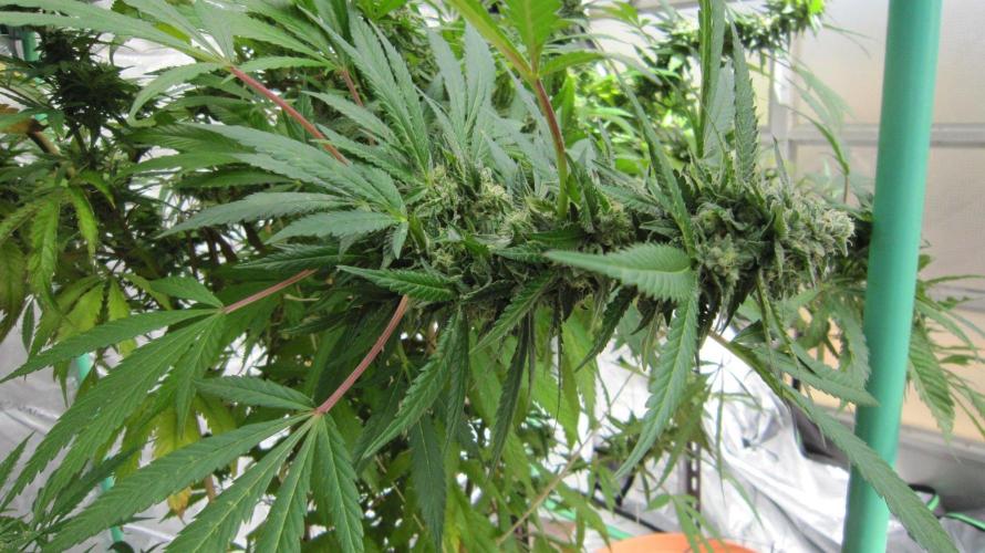 Gorilla Gelato - Ganja Seeds. Week 25 - GG - A lot of buds are growing sideways now.