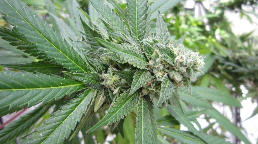 Gorilla Gelato - Ganja Seeds. Week 25 - GG