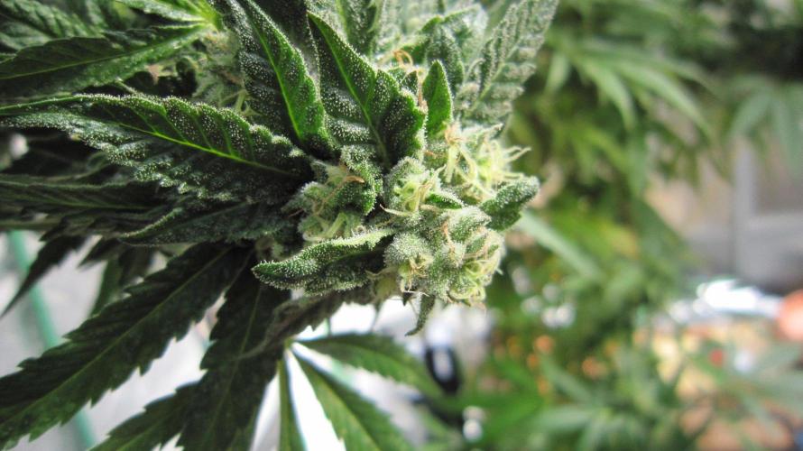 Gorilla Gelato - Ganja Seeds. Week 25 - GG