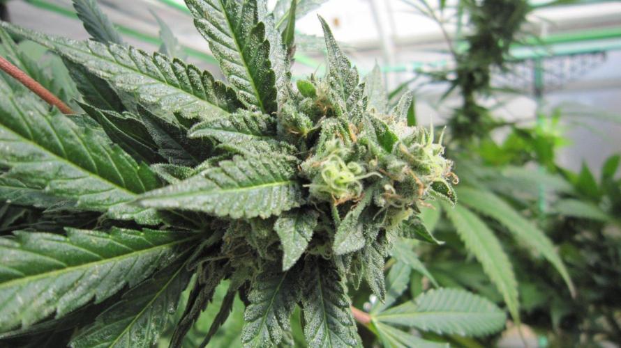 Gorilla Gelato - Ganja Seeds. Week 25 - GG