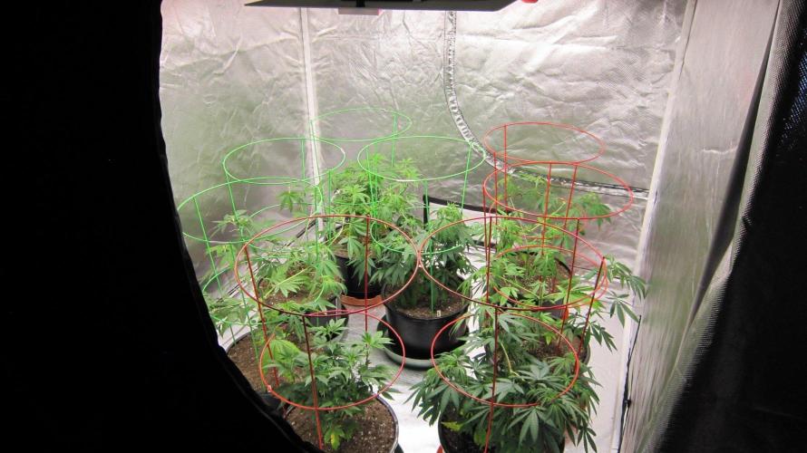Mimosa - Breakfast, Wake-and-Bake. Week 7 - 8 plants got repotted yesterday.
