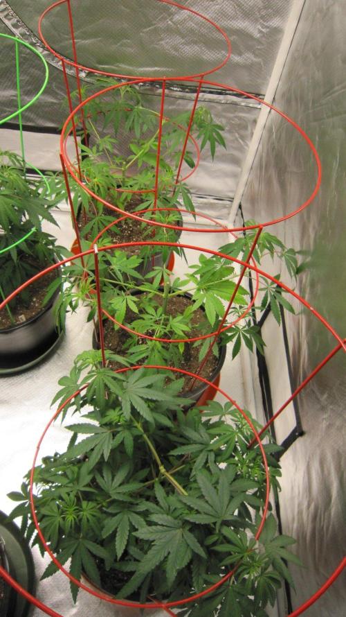 Mimosa - Breakfast, Wake-and-Bake. Week 7 - Mimosa - 3 Plants -