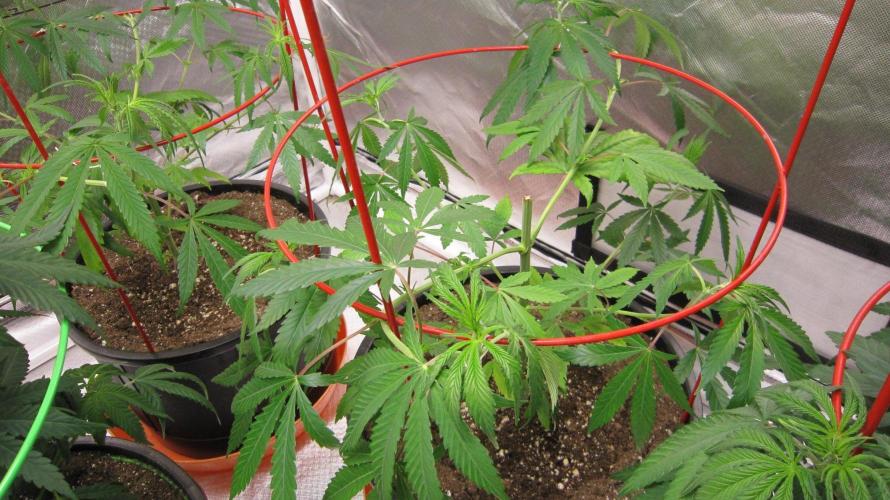 Mimosa - Breakfast, Wake-and-Bake. Week 7 - Plant #2