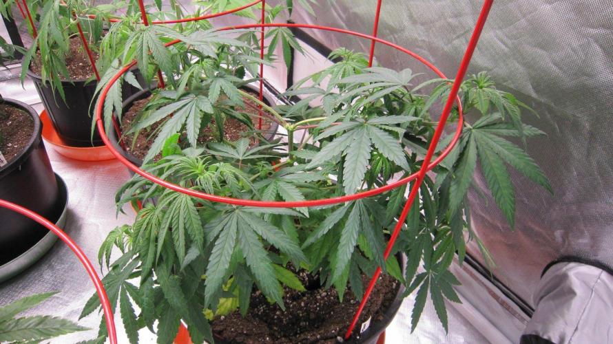 Mimosa - Breakfast, Wake-and-Bake. Week 7 - Plant #1