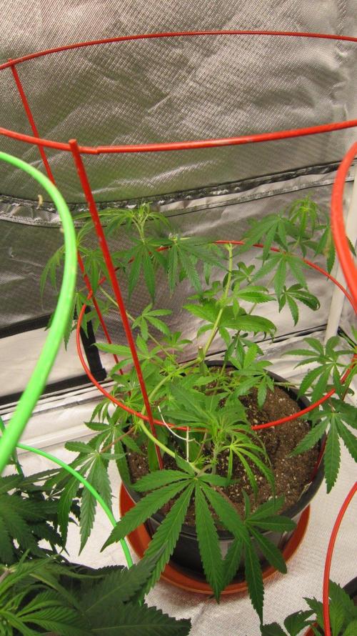 Mimosa - Breakfast, Wake-and-Bake. Week 7 - Plant #3