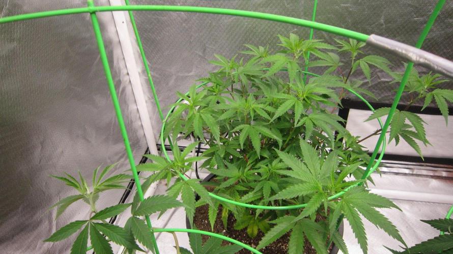 Mimosa - Breakfast, Wake-and-Bake. Week 7 - I like 4 plants to a 5x5 tent so the 4th one is - Runtz Mintz Cream clone.